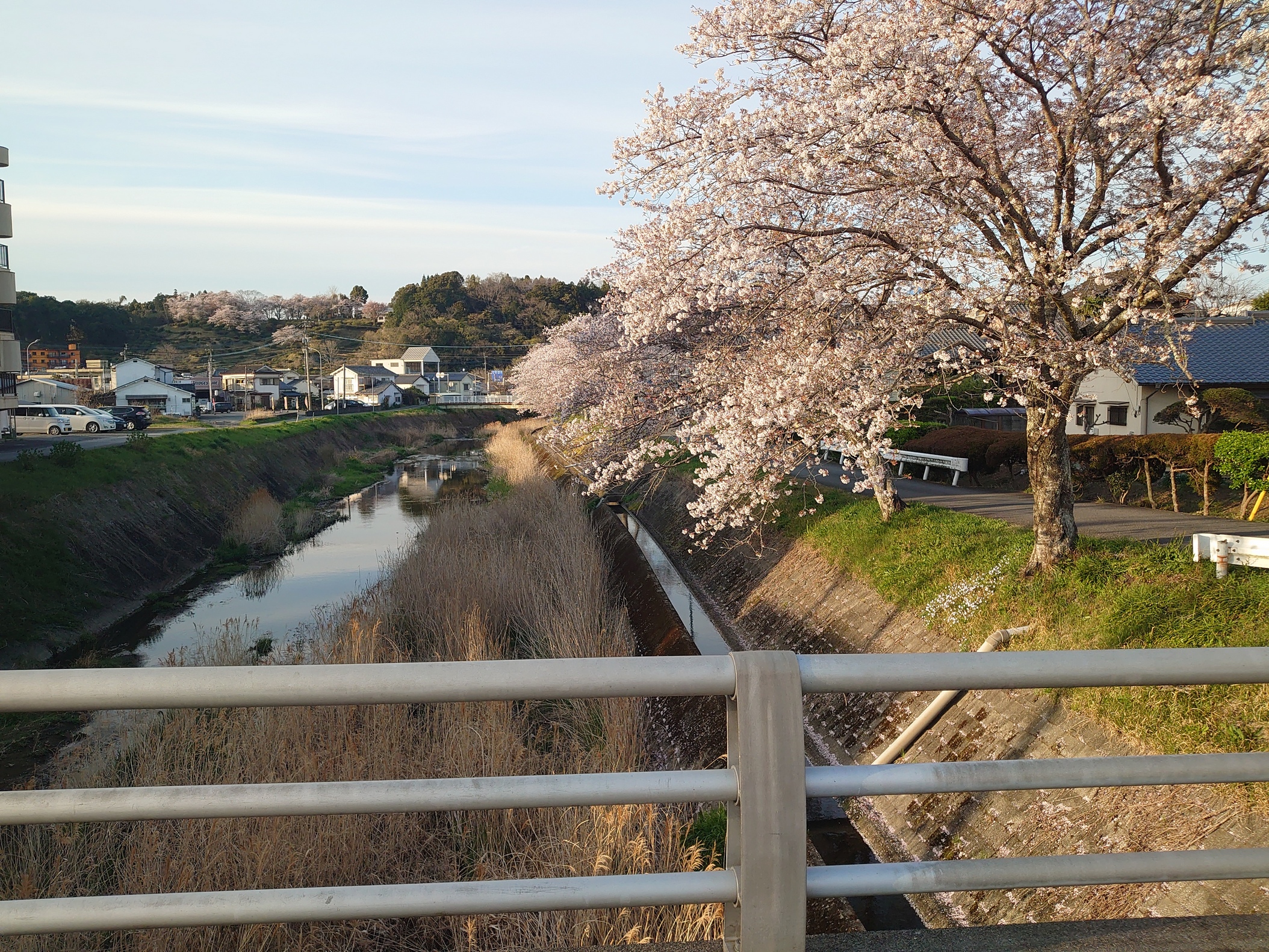 桜並木のお散歩コース🐶